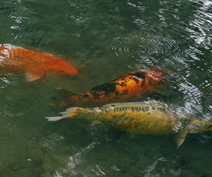 Huilua Fishpond