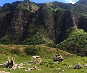 Kualoa Ranch (Pass By)