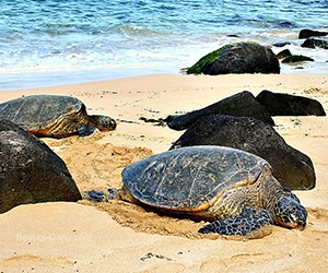 Laniakea Beach